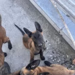 Yer Kmaraş Malinois Gönderim Var