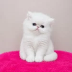 Doll Face Bebek Kedim Show Kalite