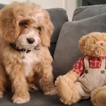 Sevimli Maltipoo Yavrusu Yuva Arıyor