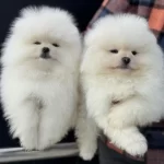 Petmode Köpek Çiftliğinde Ziyarete Açık Pomeranian