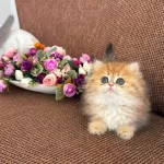Show Kalite British Longhair Orange