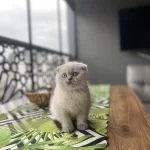 Scottish Fold Blue Point Yavrularim