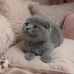 Scottish Fold Blue İstanbul