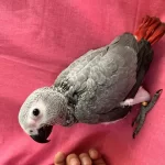 Yok Böyle Şirini Bebek Jako Papağanı Yavru