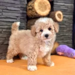 Teddy Surat Kore Kan Maltipoo Yavrularımız