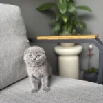 Gri Scottish Fold Yavrular