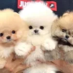 Orjinal Pomeranian Boo
