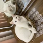 Erkek Kısırlaştırılmış Van Kedisi