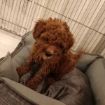 Son Uygun Orjinal Toy Poodle