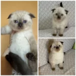 Scottish Fold Chocolate Point