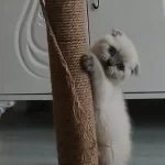 Anne Baba Şecereli İyi İrk Scottish Fold