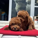 Ankaralı Ailerin İlk Tercihi Petmode Den Toy Poodle