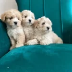 Sağlık Garantili Maltipoo Yavrular