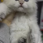 Ay1233 Safkan British Longhair Gollden Point Erkek