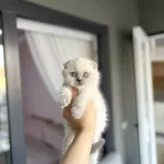 Scottish Fold Sevimli Yavrularim