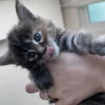 2 Aylık Dev Maine Coon
