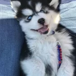 Sağlık Ve İrk Garantili Husky