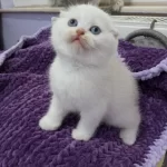 1,5-3 Aylık Safkan Scottish Fold Yavrular Catteryden