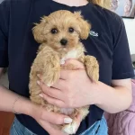 Evde Büyüyen Bebek Yüzlü Maltipoo Kızım