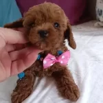 Ev Üretimi Kore Ve Kore Kan Toy Poodle Bebekler Çorlu