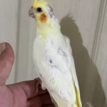 Konuşturmalik 40 Günlük Lutino Sultan Papağani Bebek