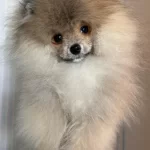 Pomeranian Boo Harika Yavrumuz