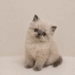 Doll Face Himalayan İran Persian