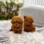 Orjinal Teacüp Poodle