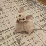 0 Tüy Safkan Sfenks Kaçmaz