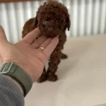 Petmode Köpek Çiftliğinden Tea Cup Kore Poodle