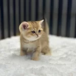 Golden British Shorthair Show Class