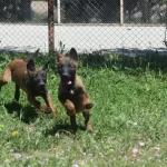 Dişi Malinois Yavrular