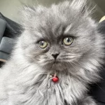 British Longhair Dişi Kedimiz