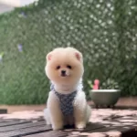Sağlık Ve İrk Garantili Pomeranian Boo Bebek