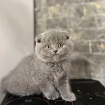 Scottish Fold Yavrularim