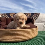 Süper Teacup Maltipoo Kore