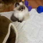İran Himalayan Tatlı Kedimize Yuva Arıyoruz
