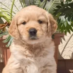 Golden Retriever Safkan Yavru