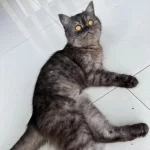 İran Kedimiz Sahiplendiriyoruz