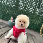 Sağlik Ve İrk Garantili Pomeranian Bebek