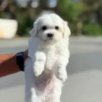 Ücretsiz Köpek Egitmeniyle Ev Düzeni Olusturma Hediyemiz