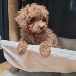 Teacup Kore Poodle Yavrular!