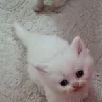 Pofuduk Tomyy Ballı Lokma Tatlısı Kedimiz