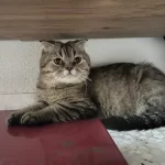 Çok Uysal Uyumlu Kedimiz