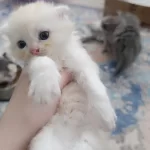 Sarı Orjinal Scottish Fold