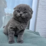 Scottish Fold Gri Yavrularim