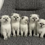 Safkan Scottish Fold Yavrularımız