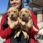 Bebek Yüz Golden Retriever Yavrularım