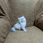 British Longhair Silver Point Kızımız