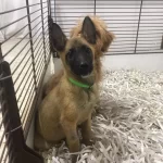 Kaliteli Ak47 Malinois